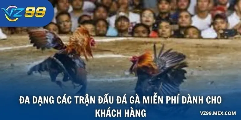 Đa dạng các trận đấu đá gà miễn phí dành cho khách hàng