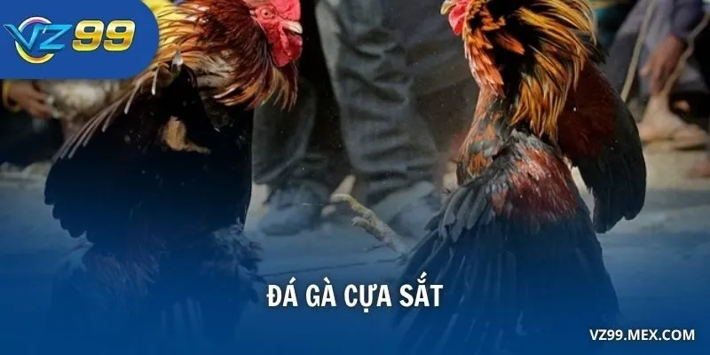 đá gà cựa sắt