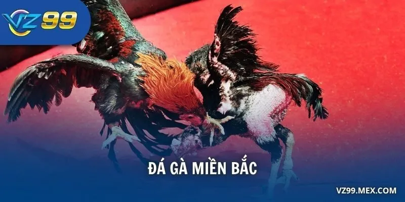 đá gà miền Bắc