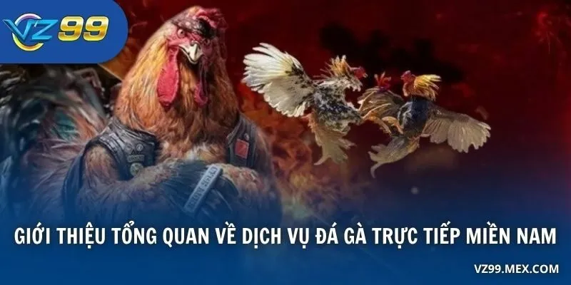 Giới thiệu tổng quan về dịch vụ đá gà trực tiếp miền Nam