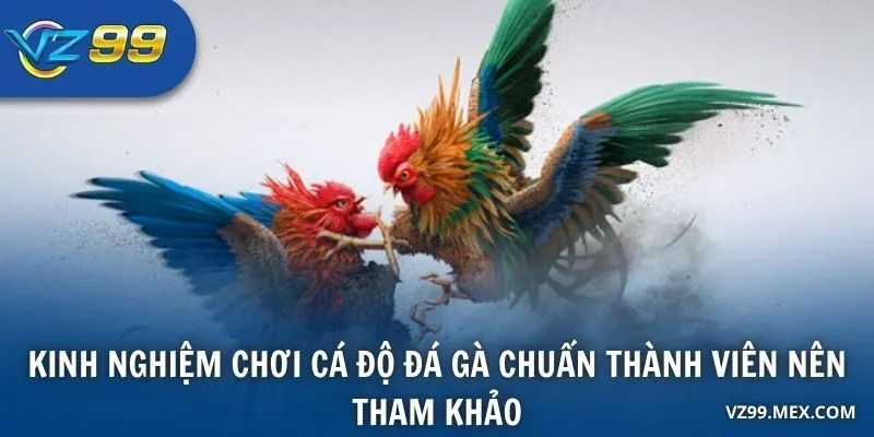 Kinh nghiệm chơi cá độ đá gà chuẩn thành viên nên tham khảo