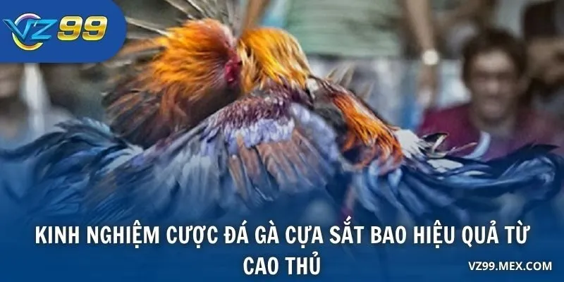Kinh nghiệm cược đá gà cựa sắt bao hiệu quả từ cao thủ