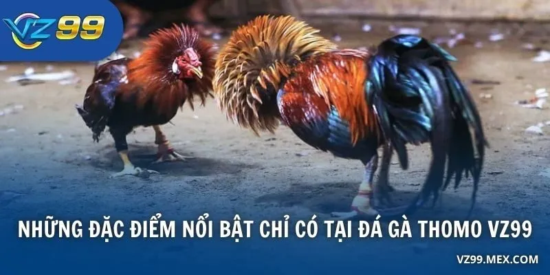 Những đặc điểm nổi bật chỉ có tại Đá Gà Thomo VZ99