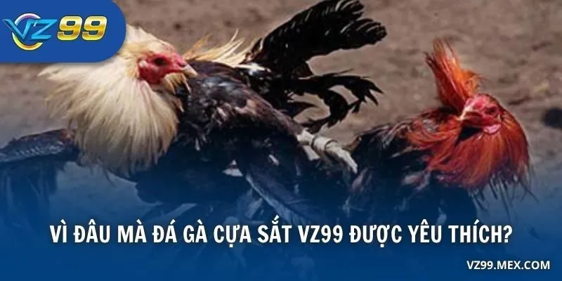 Vì đâu mà đá gà cựa sắt VZ99 được yêu thích?